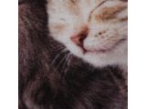 Смотреть изображение 4 Коврик влаговпитывающий "Samba" 50*80 см. "Милота", котята, "VORTEX"